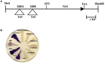 Negative Regulation of Violacein Biosynthesis in Chromobacterium violaceum